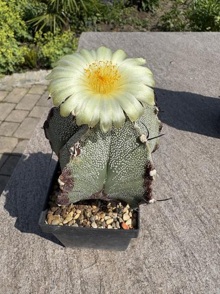 Astrophytum ornatum spec